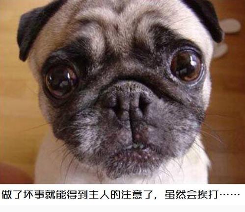 我家狗为啥老喜欢喝水,我家狗喜欢侧睡