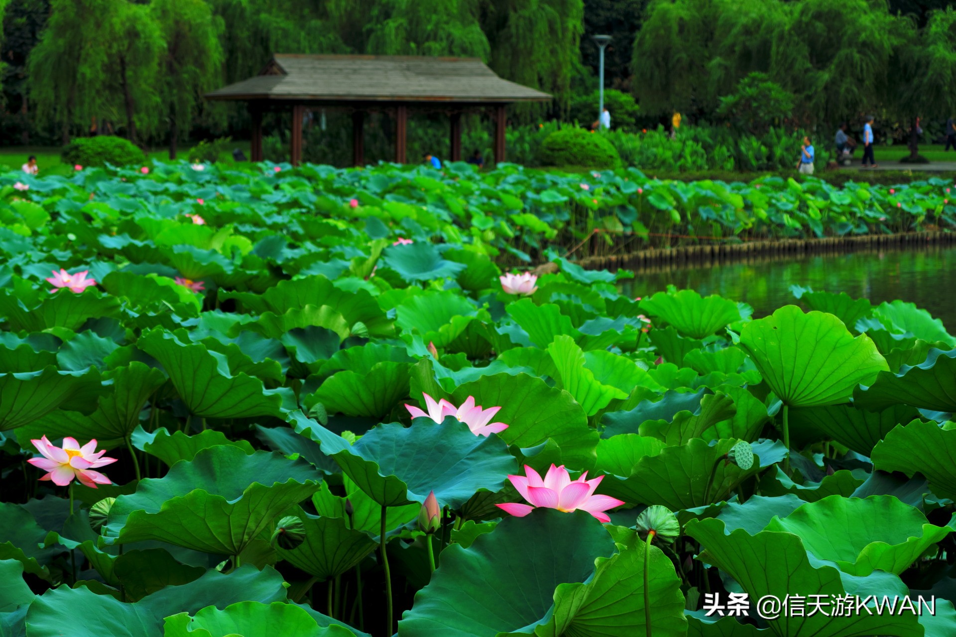澶忚嚦宸茶嚦鑽疯姳鏅偣 (澶忚嚦宸茶嚦閭ｅ氨蹇樺嵈鐐庣儹鍘昏祻鑺卞惂)
