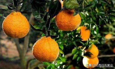 种植柑橘用什么肥料做底肥,柑橘种植小苗头一年下什么肥料