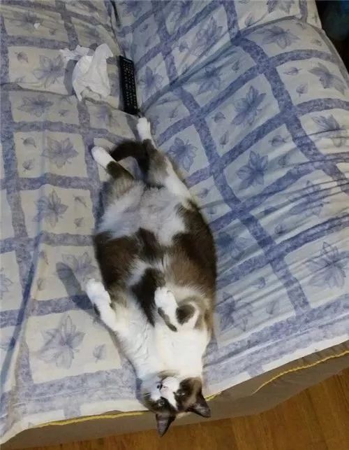 老板，这圆滚滚地怎么恢复出厂设置，说好的小可爱呢？