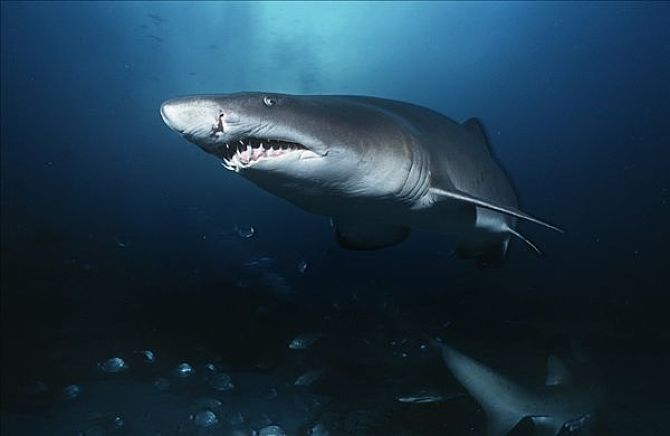 观赏鱼鲨鱼种类图片大全,鲨鱼百科知识大全幼儿