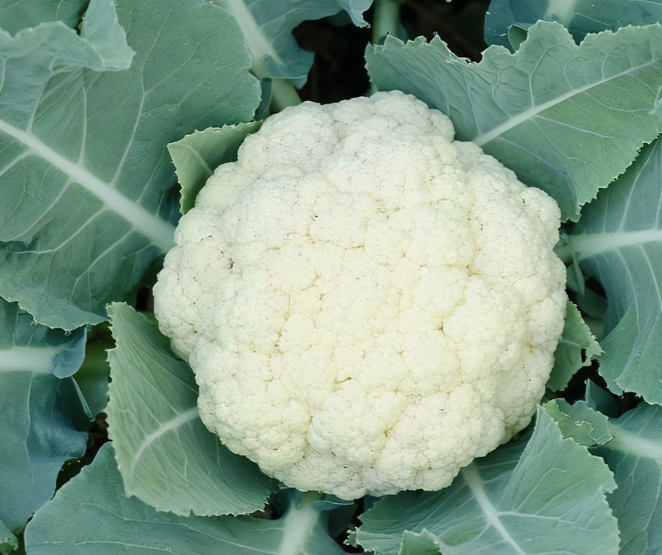 春季菜花种植管理,菜花种植管理技术