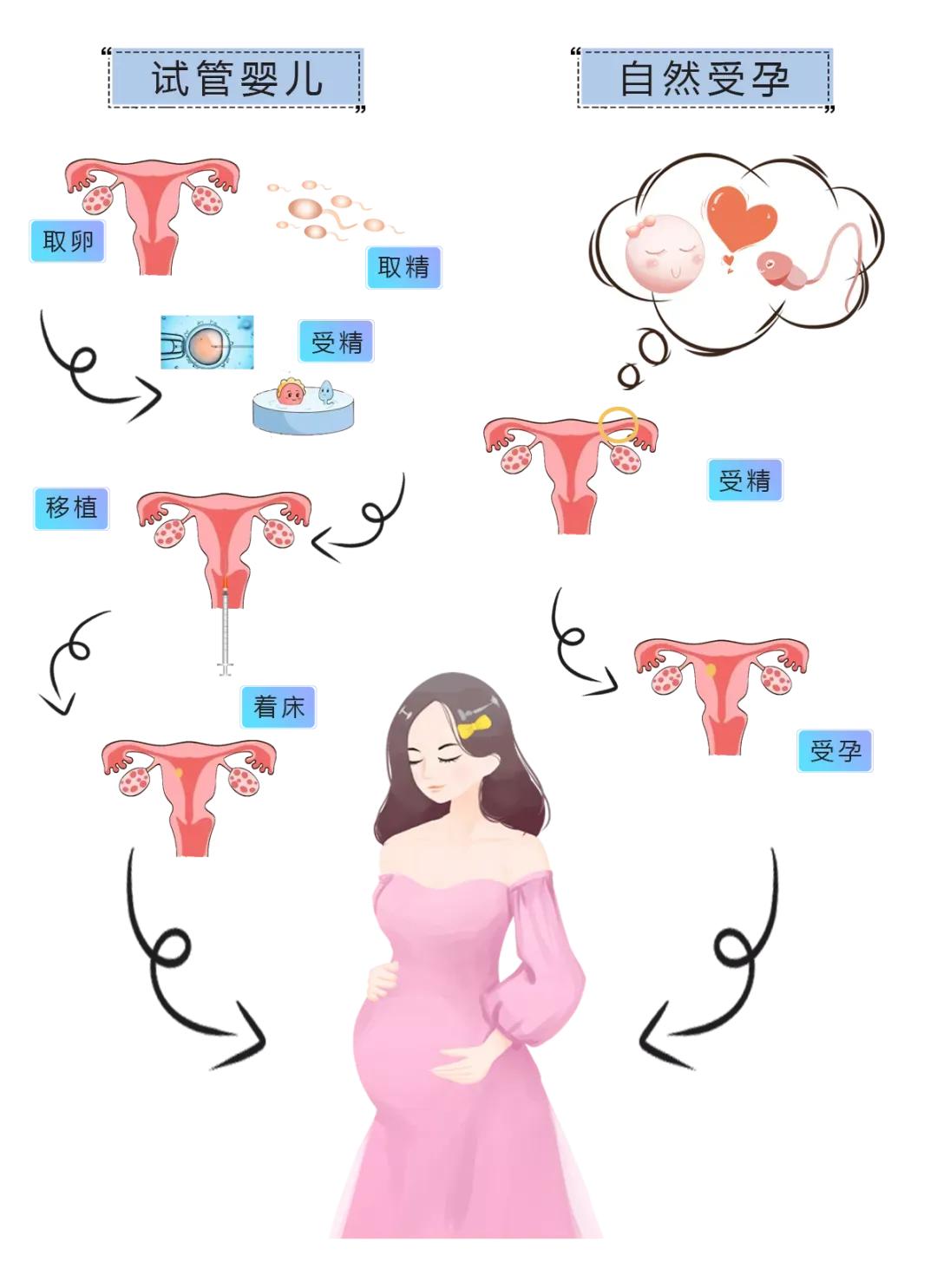 实验室探险记之胚胎小宝诞生记