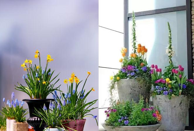 园林花卉学有哪些基础知识,园林花卉学书籍