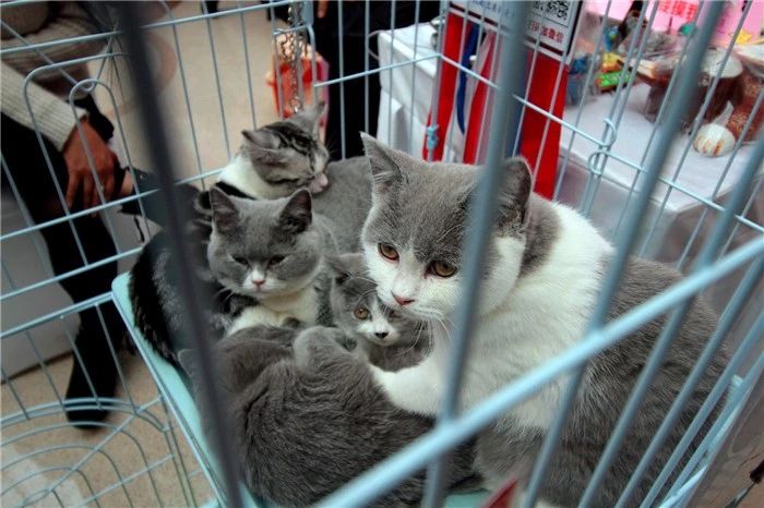 宠物店买猫中遇到的三个坑点，挑选健康幼猫需把控好细节
