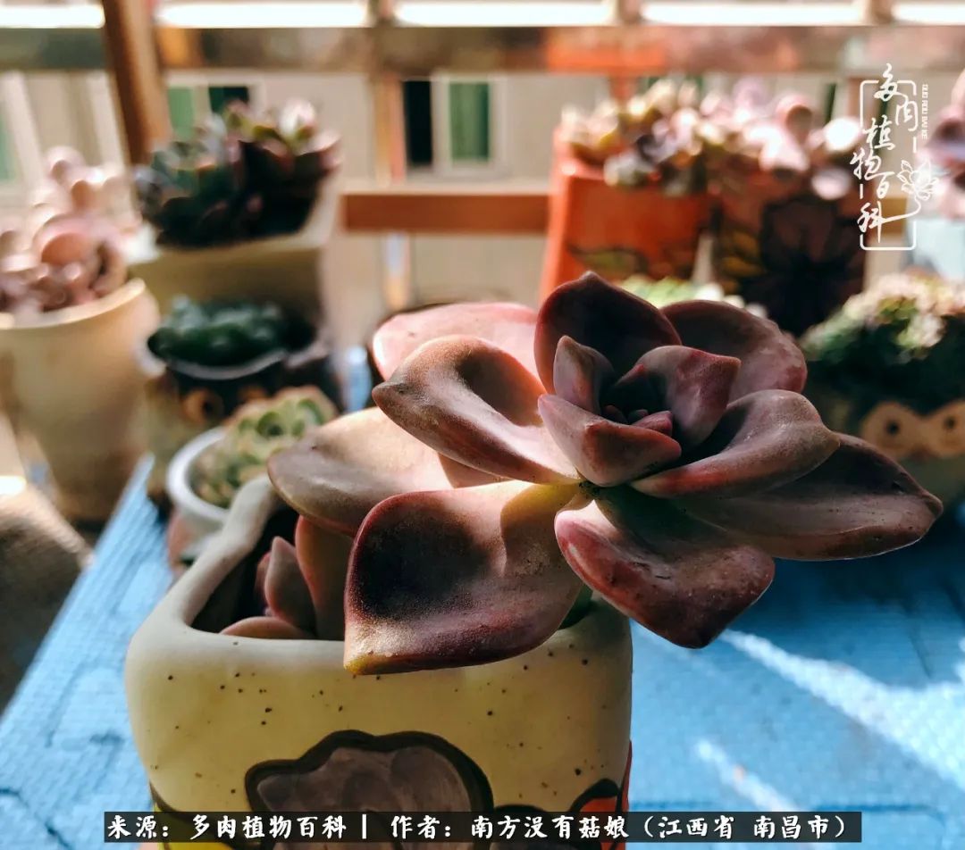 既见云胡不喜,既见君子云胡不喜毛笔楷书