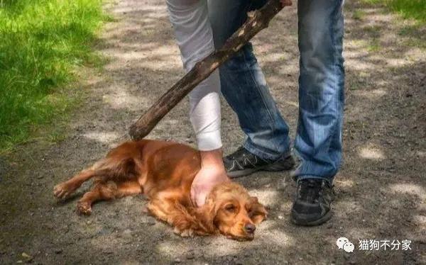 经常打狗狗会乱拉屎吗,经常打狗狗会导致肠胃不好吗