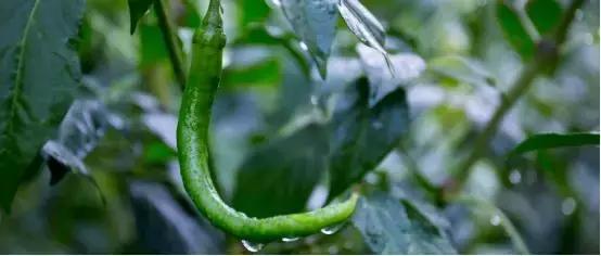 辣椒黄叶萎蔫是什么原因,辣椒叶发黄落果什么原因