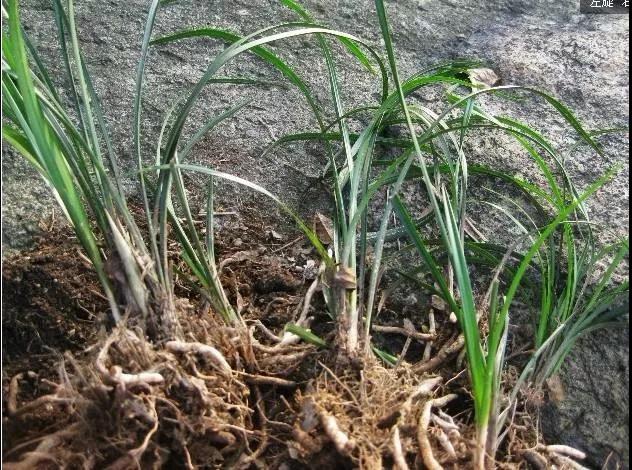 野生兰花被列为二级保护植物,野生植物保护野生兰花