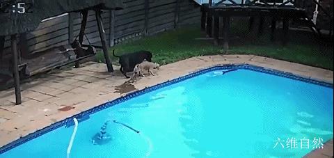 一只博美掉入泳池,一只狗掉进泳池