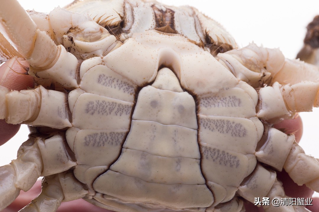 阳澄湖大闸蟹的特色怎么介绍,阳澄湖大闸蟹养成记