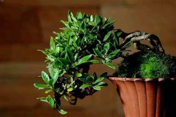 栀子花出现黄叶怎么办,栀子花黄叶怎么办小视频