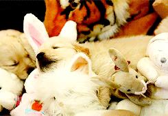 狗狗的宝宝,狗狗的宝宝日常