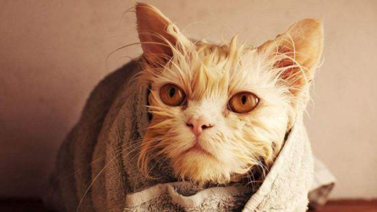 猫咪如何洗澡的正确方法,猫咪正确洗澡要不要去油