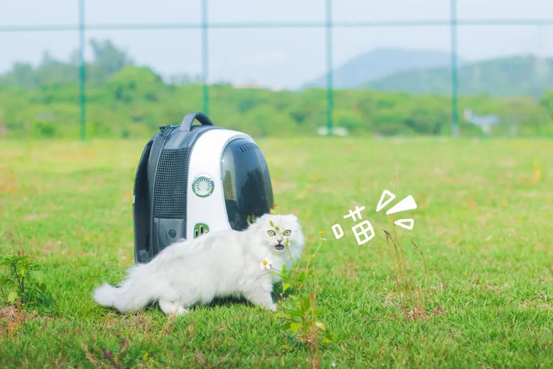 你们不在，我替你们好好逛携创的新足球场，喵~