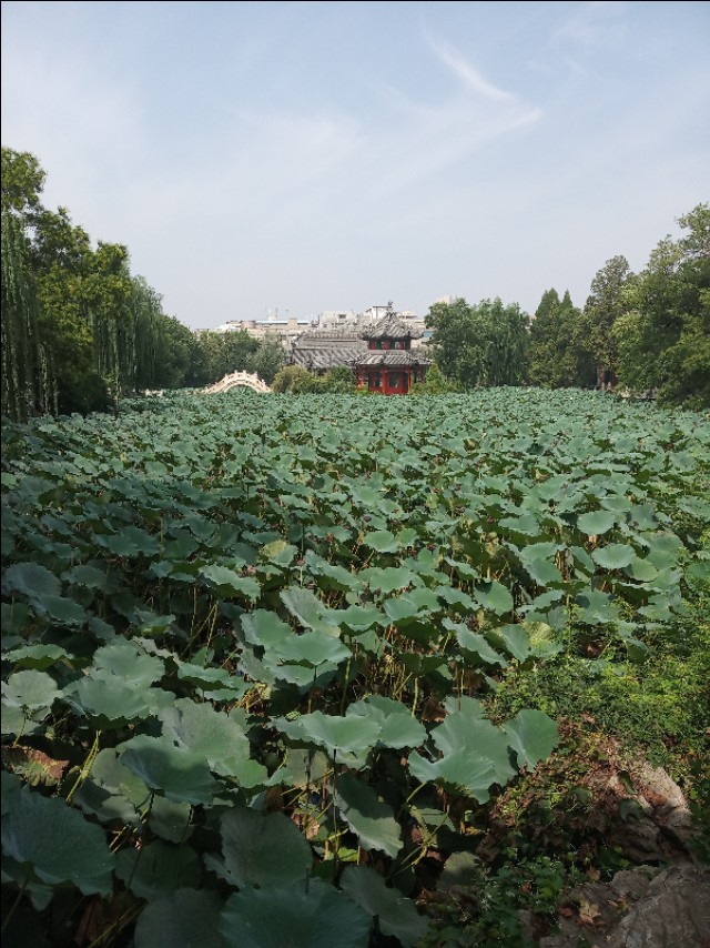 古莲花池和莲池书院,保定古莲花池的简介