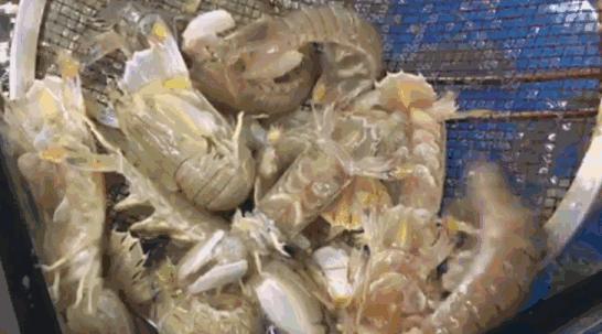 防城港市海鲜怎么挑,防城港海鲜扫货攻略附海鲜吃法