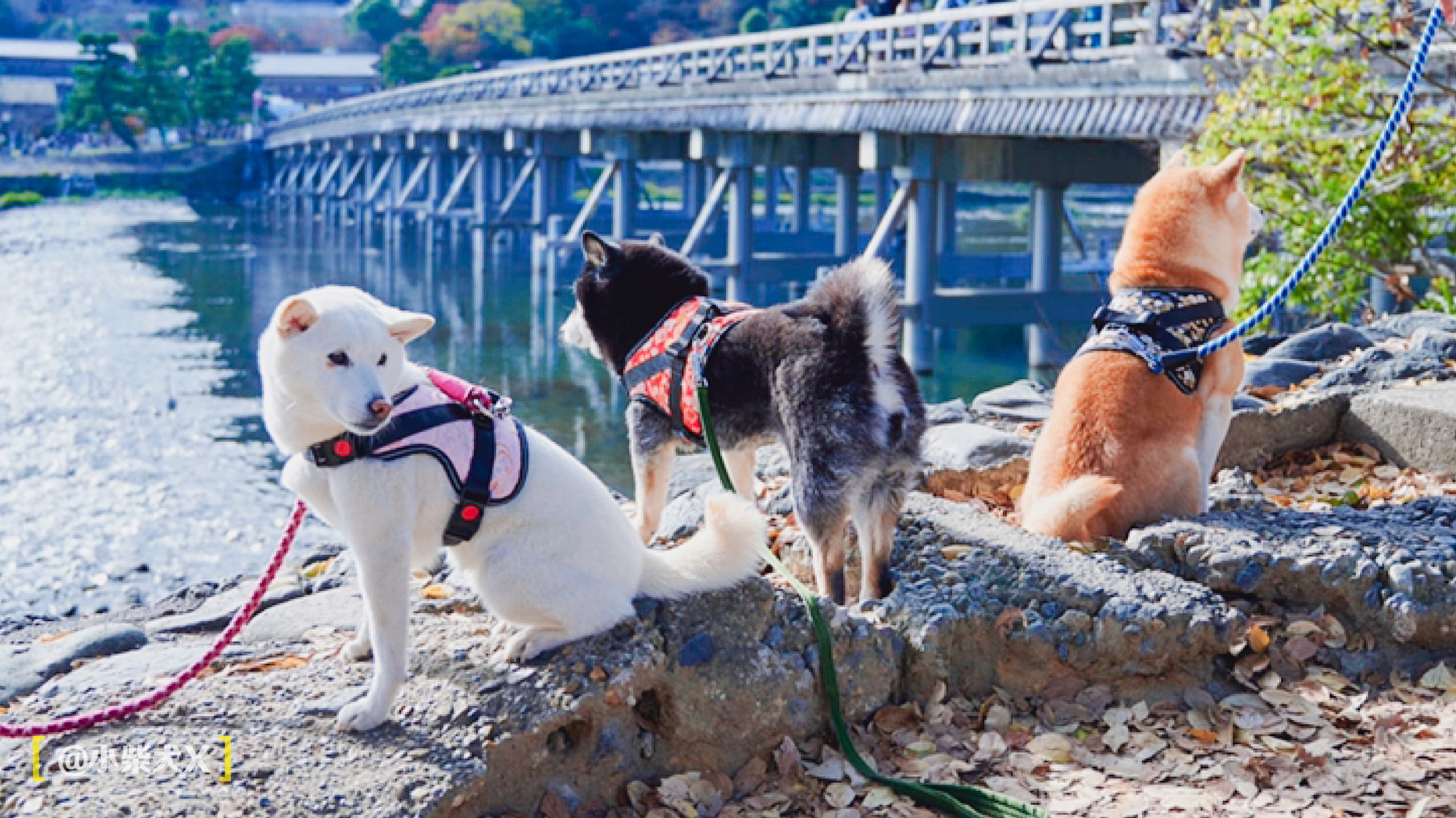 一对日本夫妇设计了最具日本传统特色的狗狗用品，太适合柴犬了