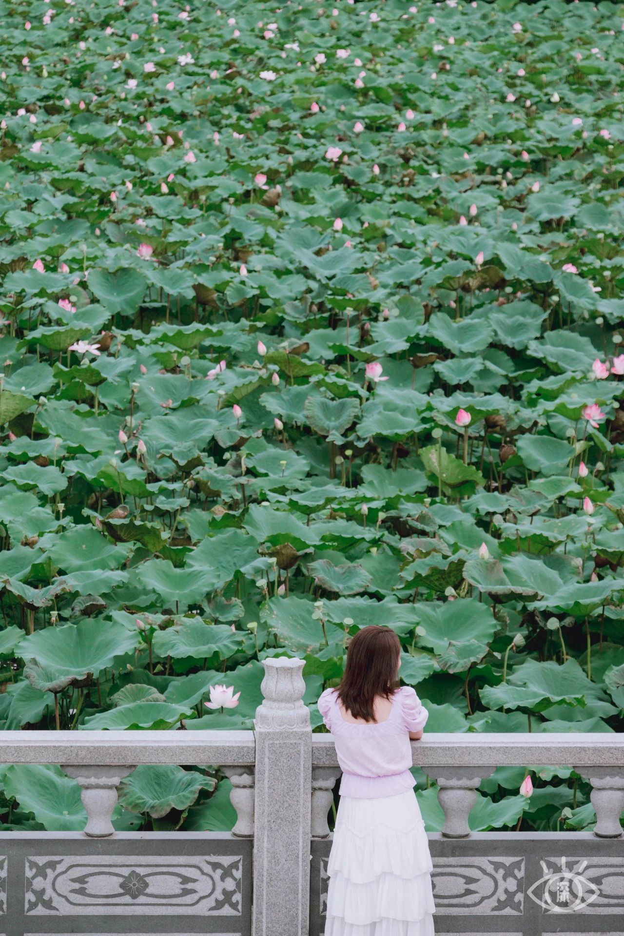 深圳洪湖公园7月18号还有荷花吗,深圳洪湖公园现在有荷花开吗