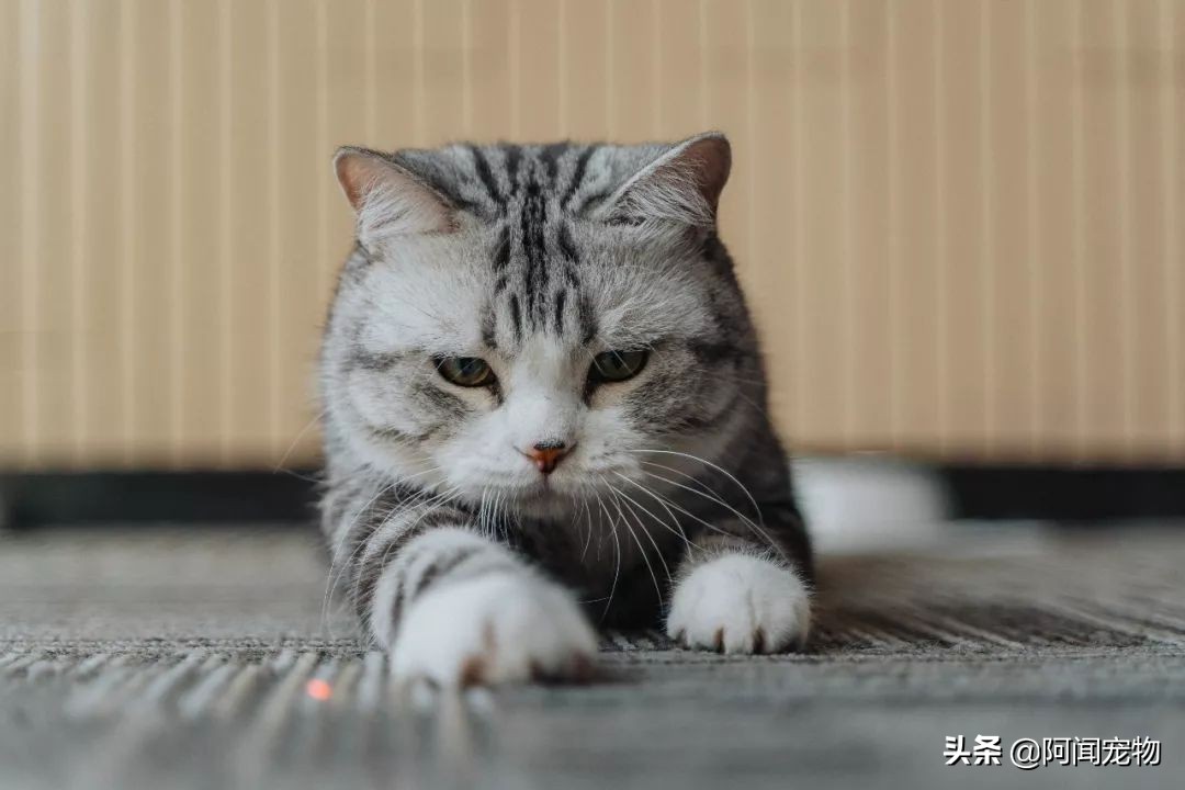 猫咪爱磨脚怎么回事,为啥猫咪爱挠沙发