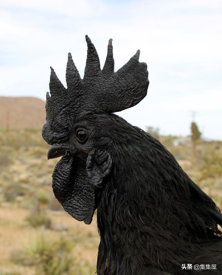 生物学的惊天大秘密,你不可不知的五十个生物学知识