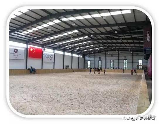 燕龙马业一匹温血马多少钱,国内繁育温血马