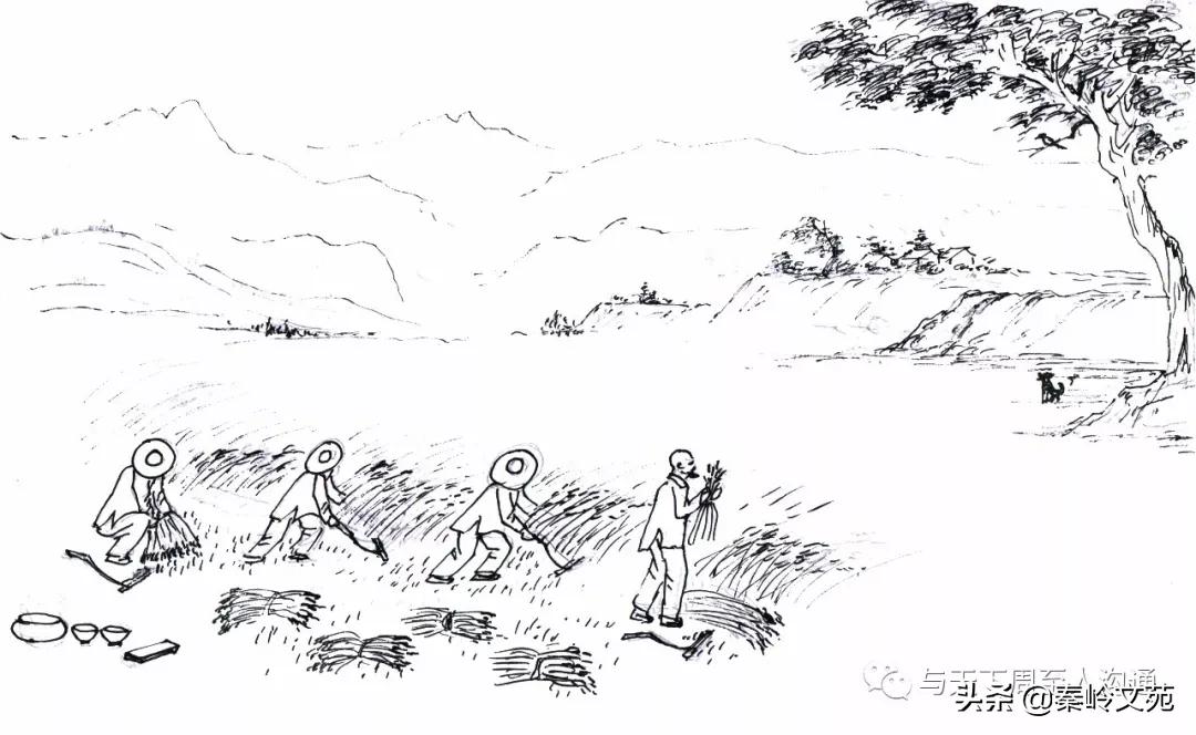 赵科第:乡村记事——收麦那些事儿