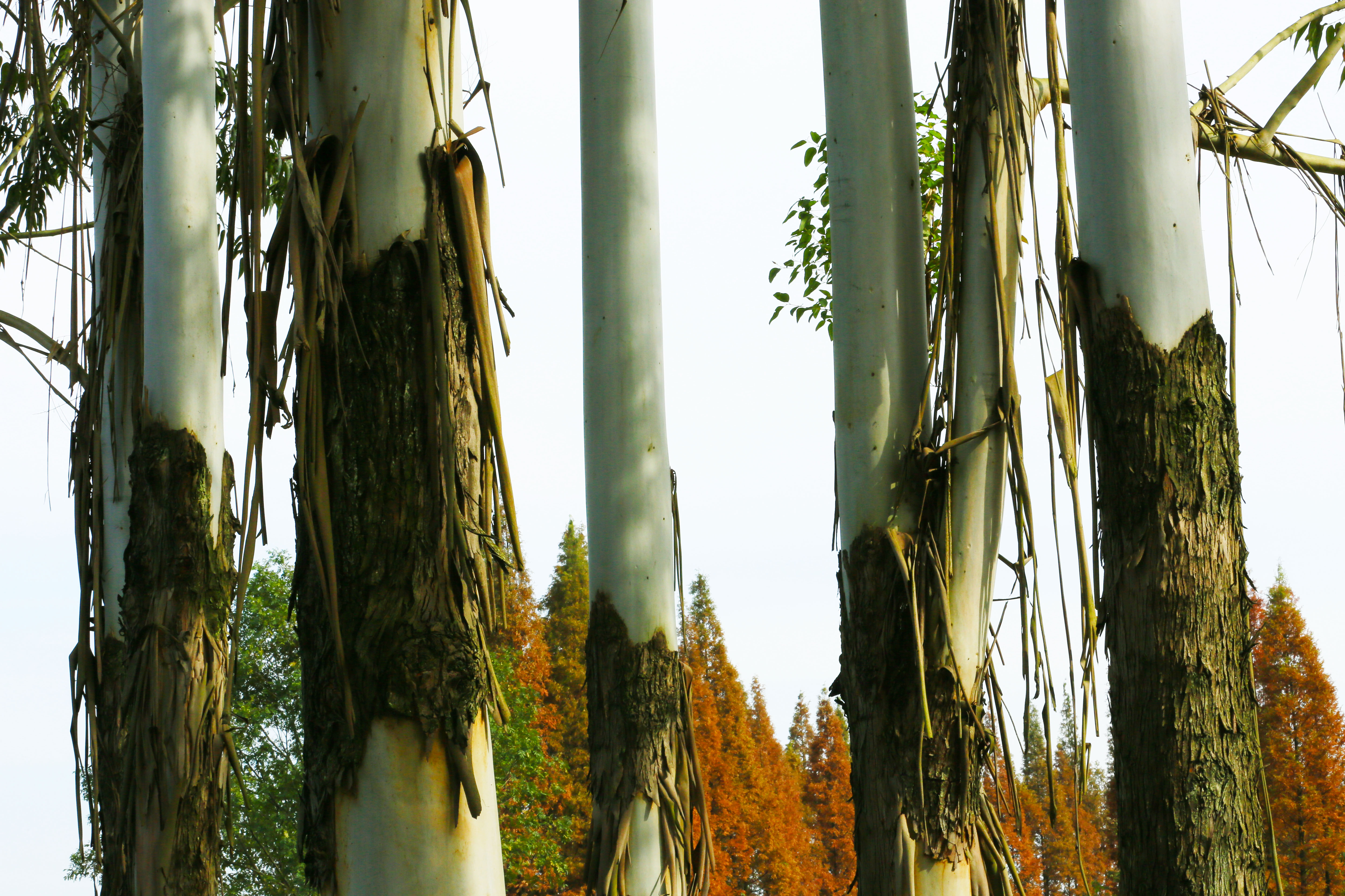 桉树林风景,自然生长的桉树林