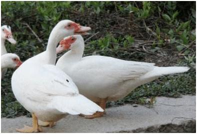 养鸭常见问题,养鸭怎样养才不会得肺炎