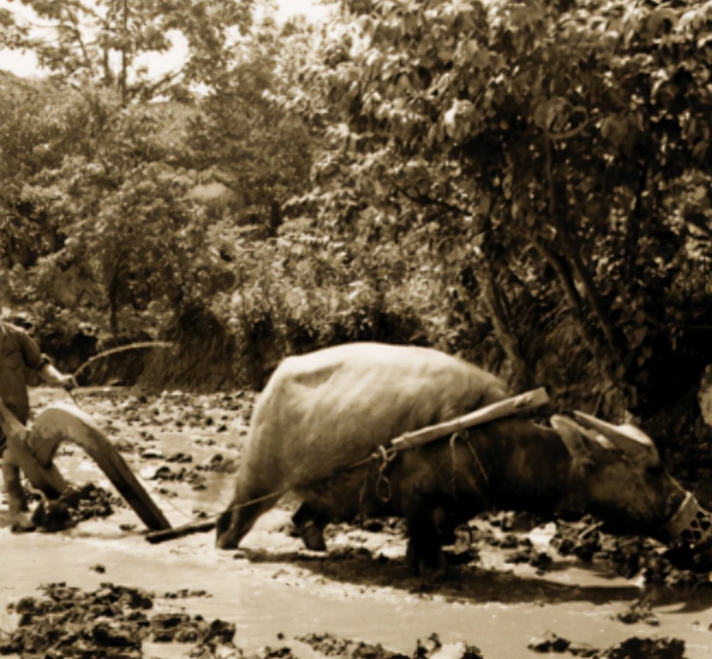 聋哑红军“无功绩”授少尉，​逝​后葬八宝山，周总理曾亲示：多关照