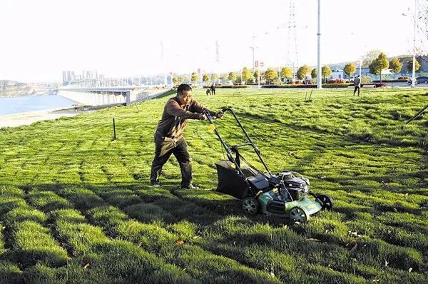 天津冷季型草坪养护,冷季型草坪夏季养护