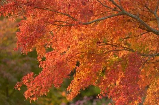 上海厉害了,厉害了上海