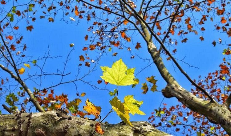 秋韵温柔岁月，冬情惊艳时光