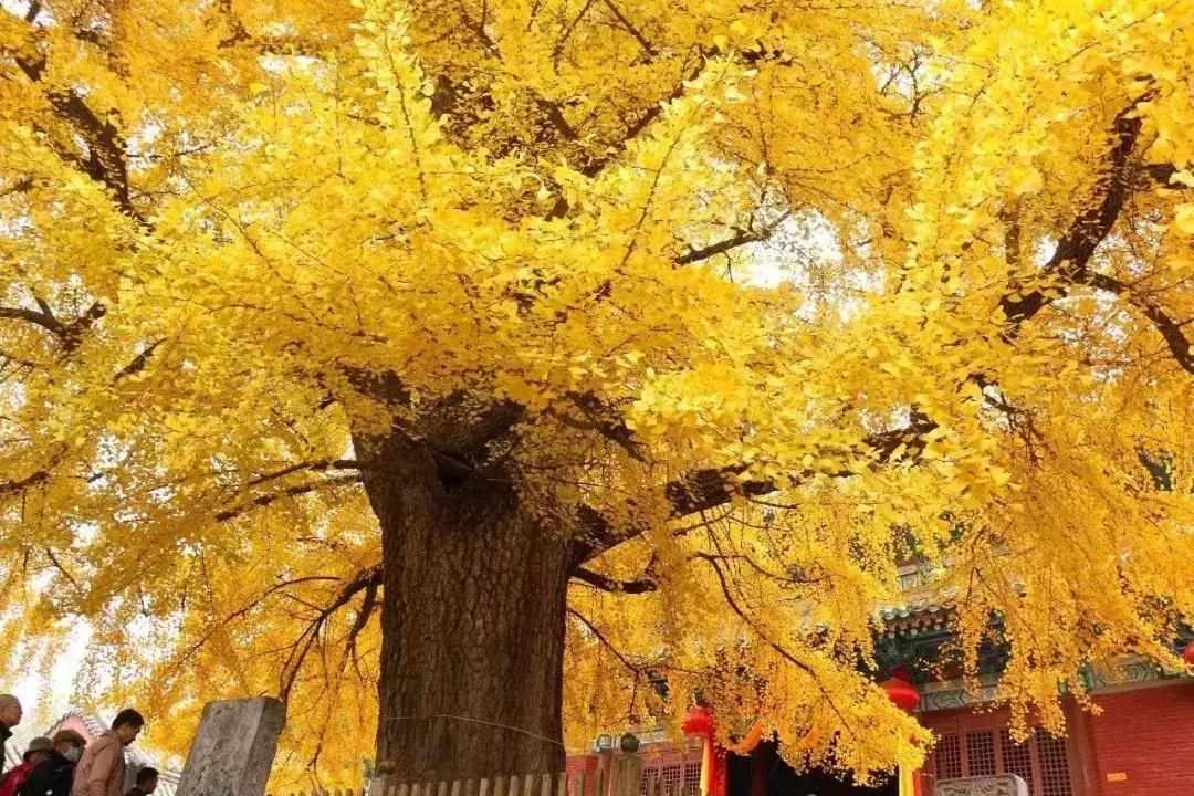 郑州向全球招才引智,郑州欢迎你2018