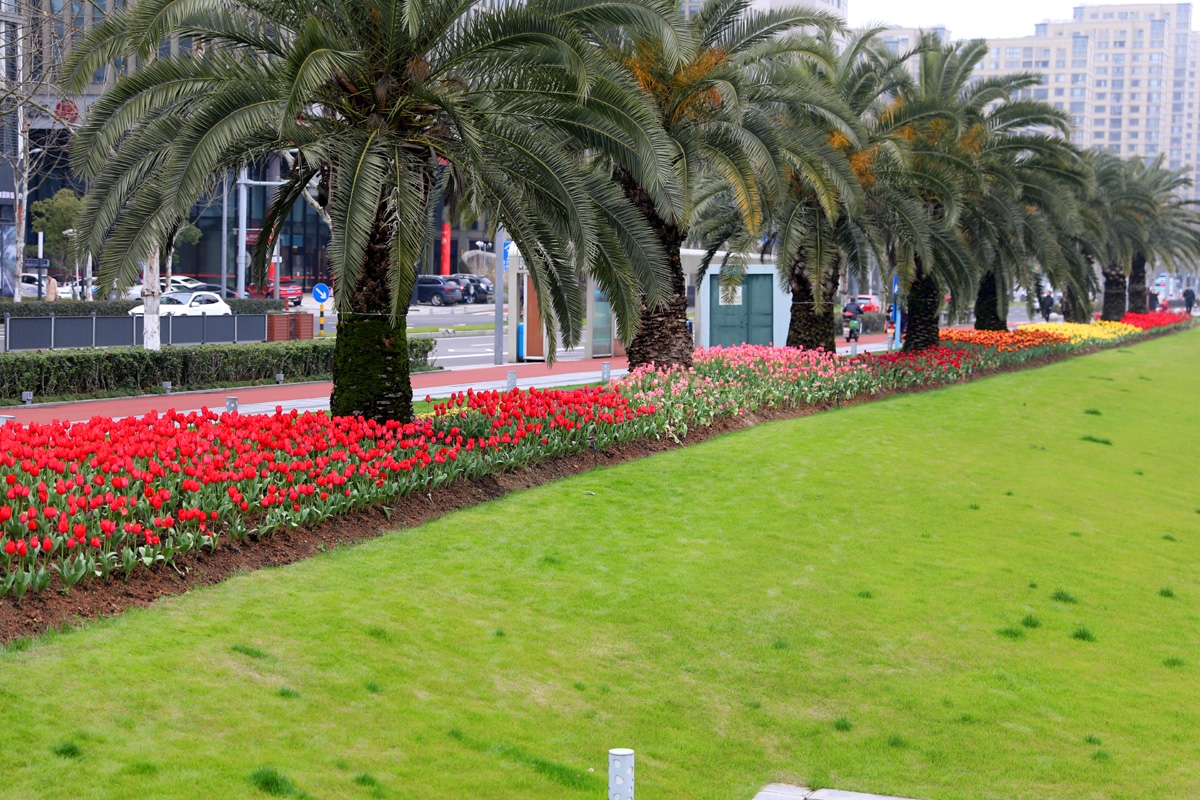 宁波现在哪里可以看郁金香,宁波郁金香在什么地方