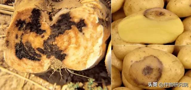 马铃薯黑胫病病害及防治方法,马铃薯常见病害有哪些