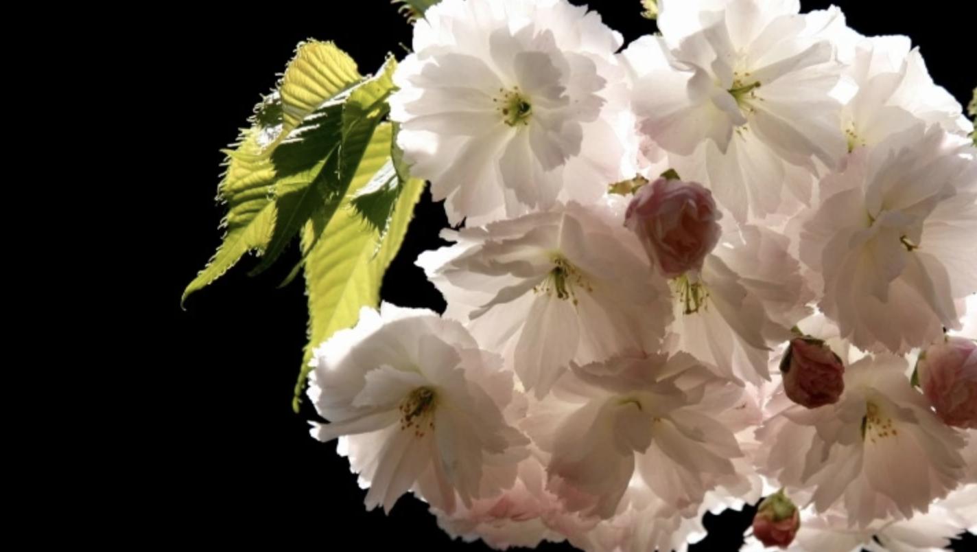 又到了一年一度赏樱花的季节,又是一年樱花开快来沉浸式赏樱