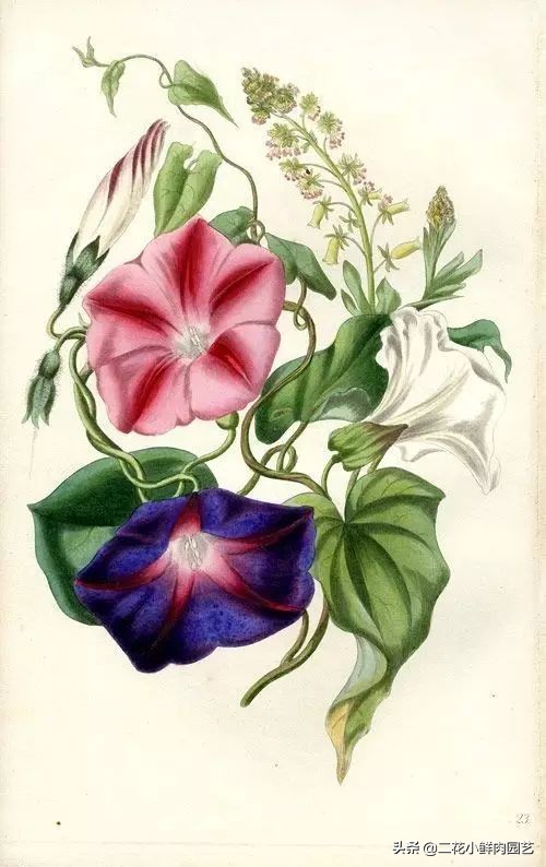 100种花卉绘画,100多张花卉线描手稿素材赶快收藏