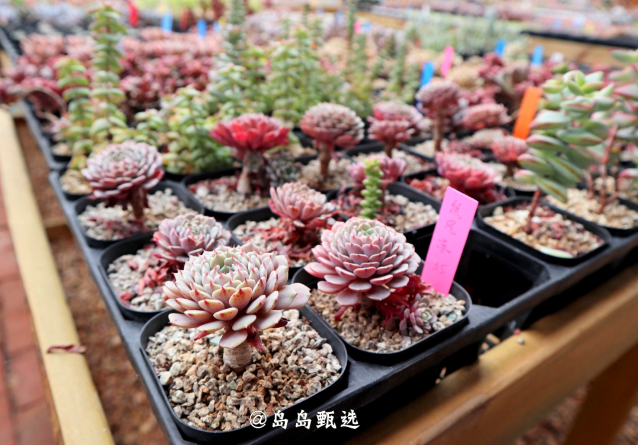 远离城市休闲的好地方,青岛郊区小众好去处