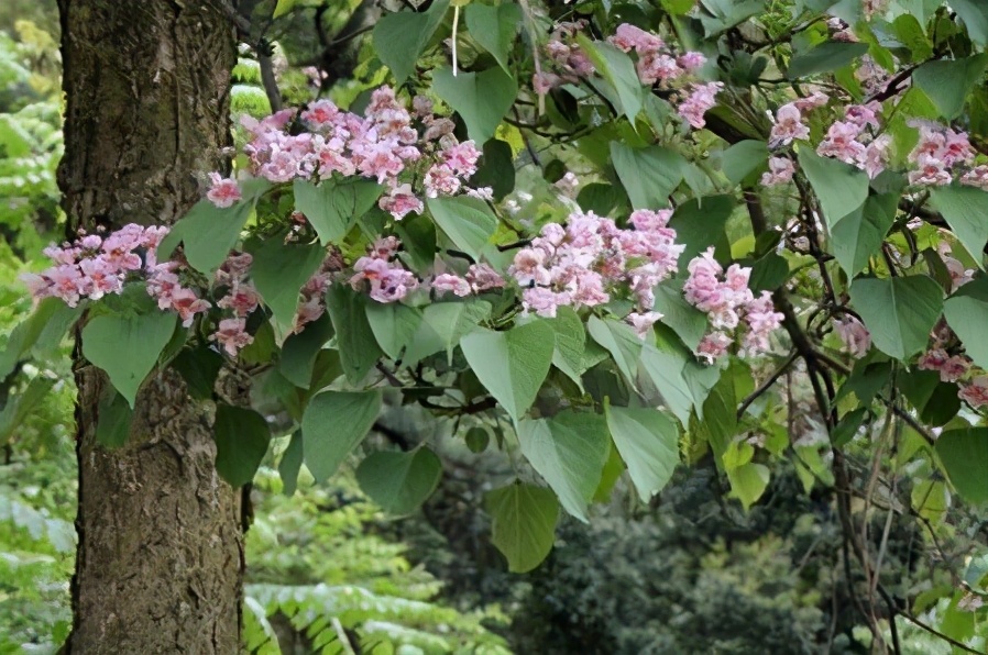 楸树苗的市场前景,楸树发展