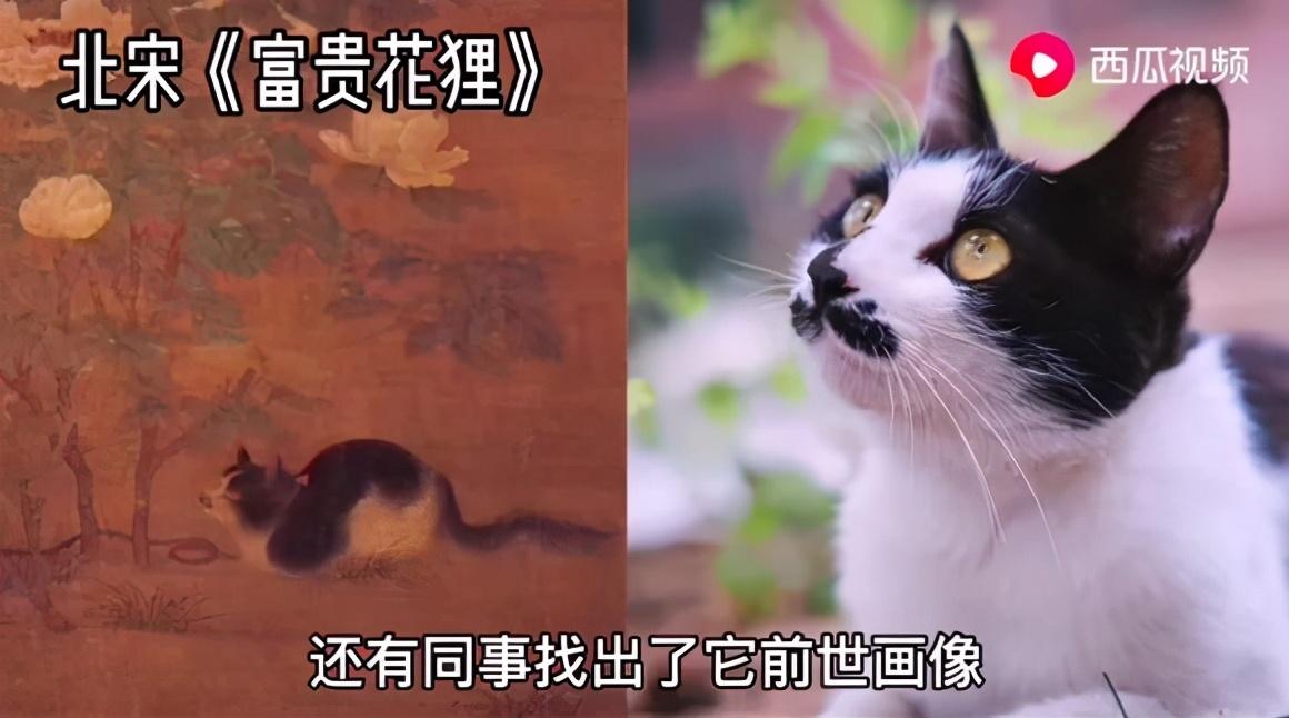 二十多岁进宫,在紫禁城中撸猫8年,她揭开了不为人知的故宫往事