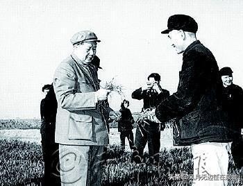 济南一颗梧桐树,济南的法国梧桐