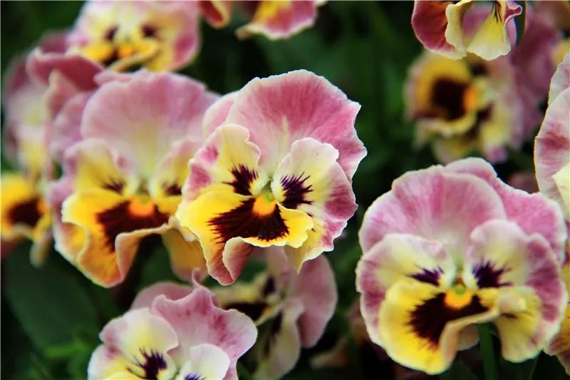 盆栽植物细长徒长怎么办,植物侧枝要不要修剪