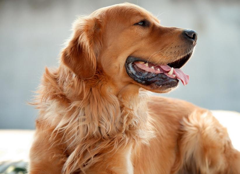 金毛一天需要喂多少合适的狗粮,金毛不喂狗粮喂什么比较好