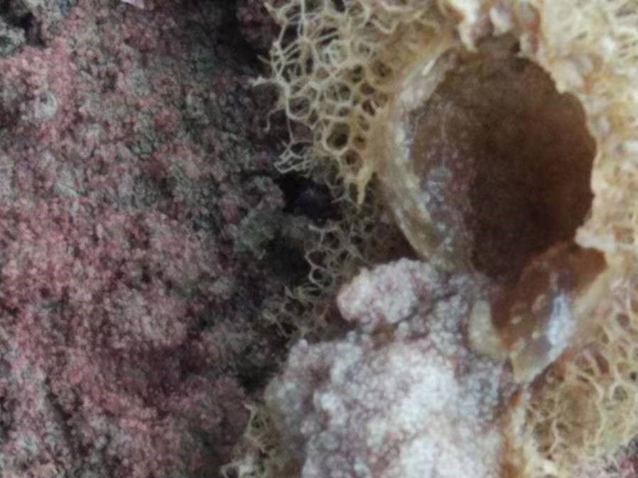 蚂蟥养殖创业,蚂蟥的养殖利润和成本