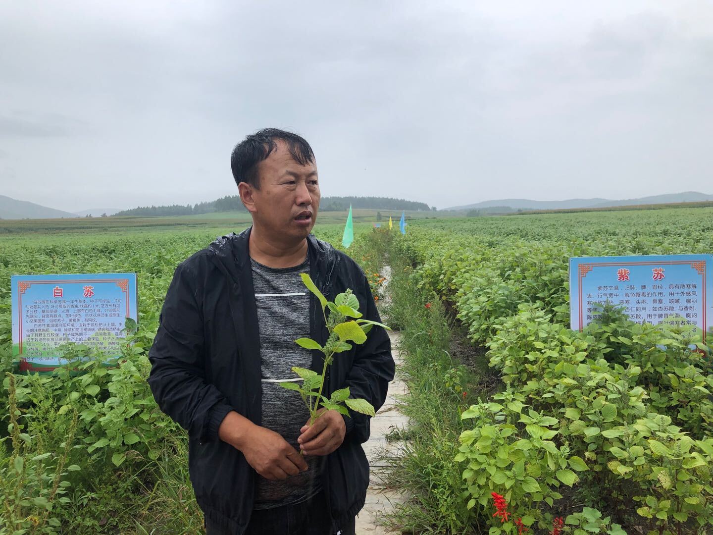 黑龙江省29种道地药材,黑龙江道地中医药材