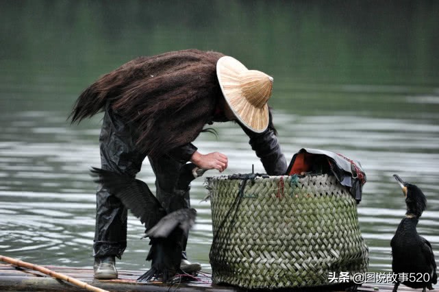 鱼鹰入水抓鱼,鱼鹰抓鱼有多厉害