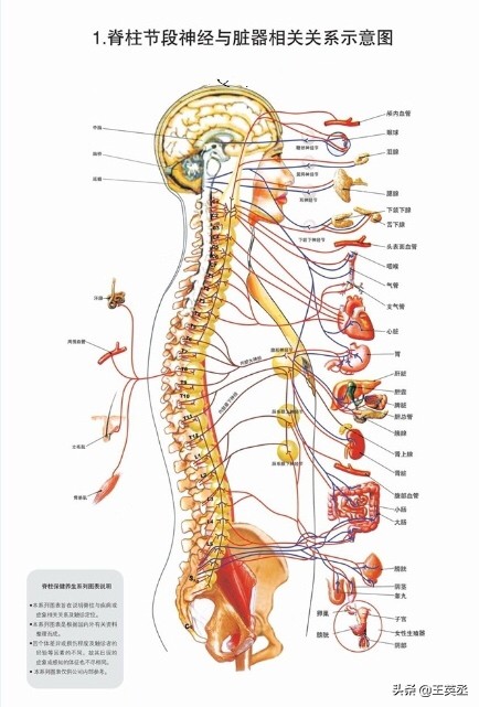 三十一对脊神经歌诀及翻译,脊椎神经分布歌诀