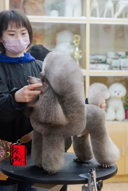 宠物美容专业的职业规划,宠物美容的理解与想法