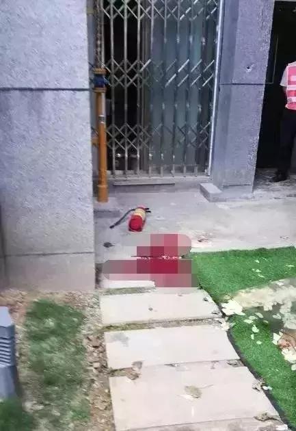 狗从高空掉下来会怎么样,狗从楼上摔下来有什么预兆